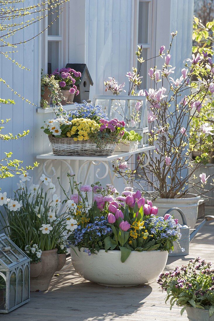 Colourful spring terrace with Tulipa 'Early Glory' (tulips), Myosotis 'Myomark'