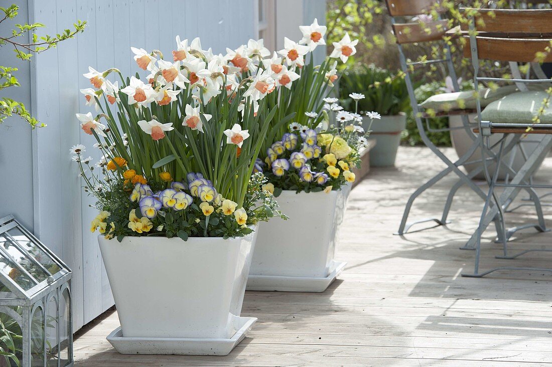 Narcissus 'Accent' (daffodils), Viola cornuta 'Etain' (horned violets)