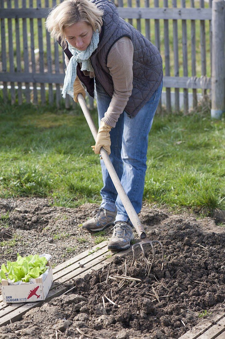 Woman loosening soil with a krail to plant lettuce (lactuca)