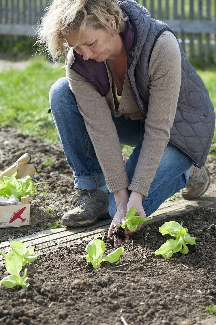 Woman planting lettuce (Lactuca) seedlings in bed