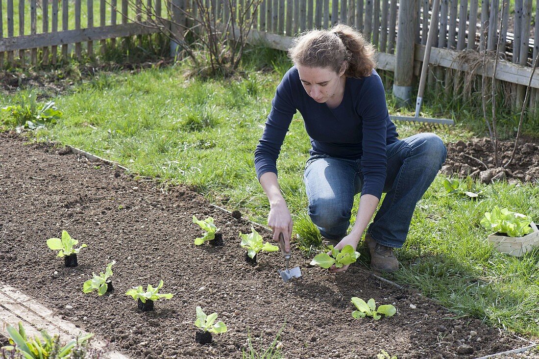 Salat im Frühling in Biogarten pflanzen