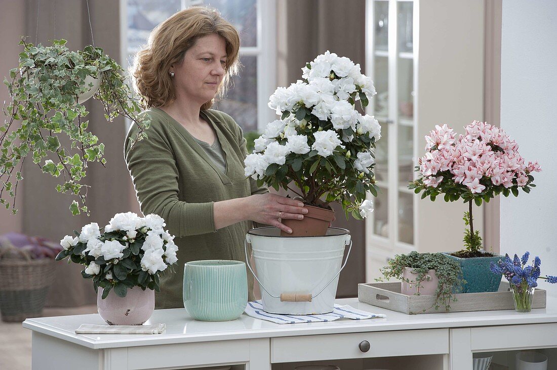 Sideboard as room divider with Rhododendron simsii (indoor azaleas)