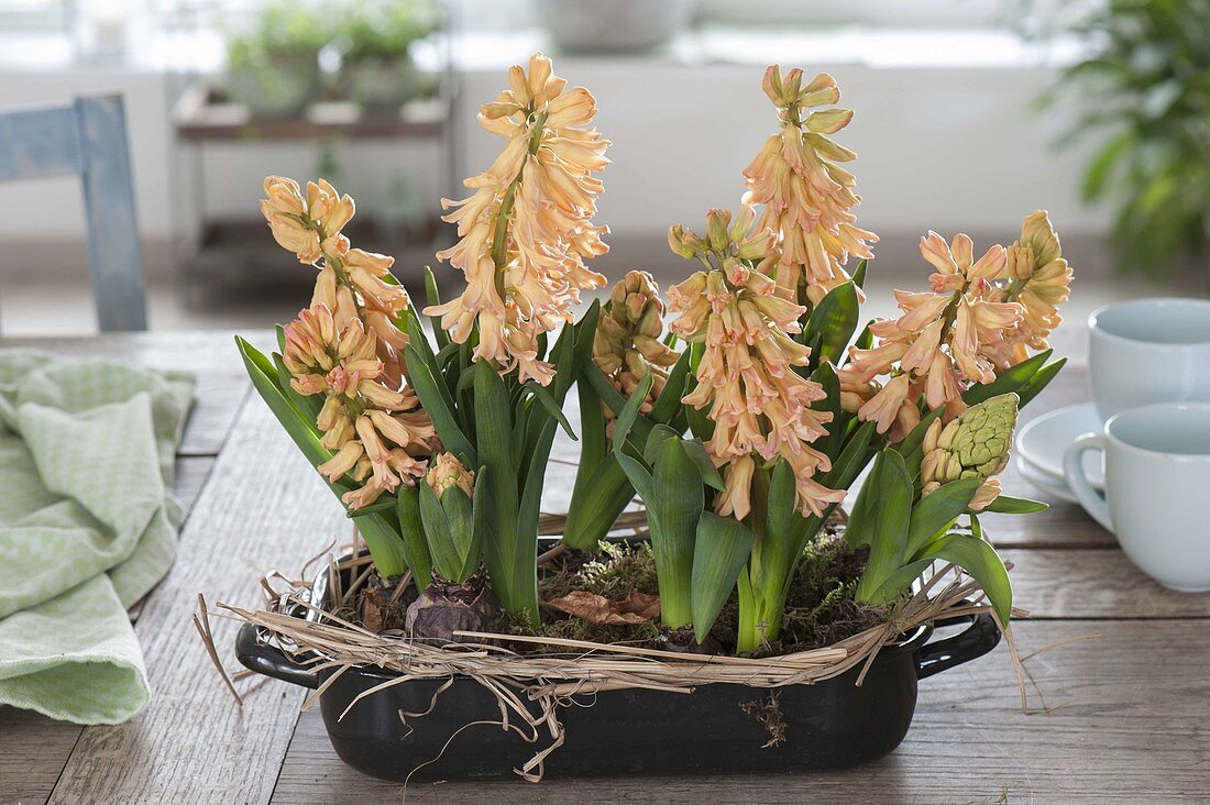 Flowering Hyacinthus (Hyacinths) in enamelled casserole dish