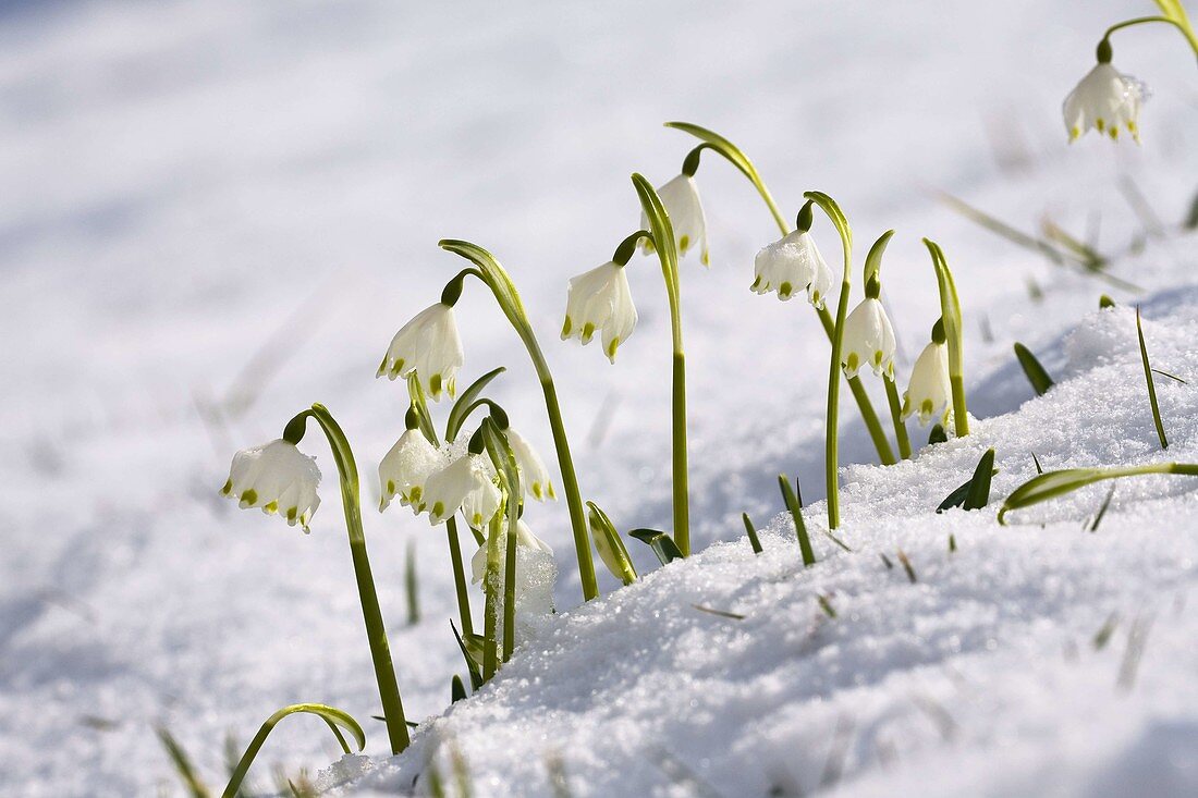 Spring knapweed, Marzenbecher in the snow (Leucojum vernum), Bavaria, Germany.