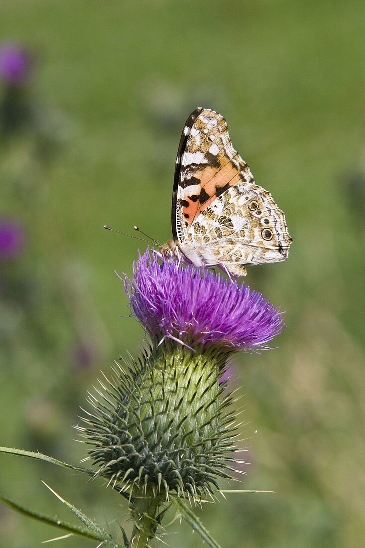 Thistle butterfly (Cynthia cardui), common thistle, Bavaria, Germany