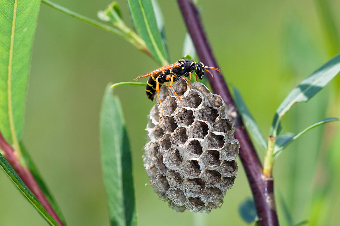Field wasp female on nest, Polistes nimpha, Upper Bavaria, Germany, Europe