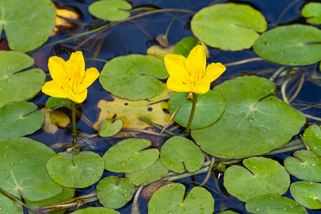 Pond with yellow flowers, Nymphoides peltata, Austria, Central Europe