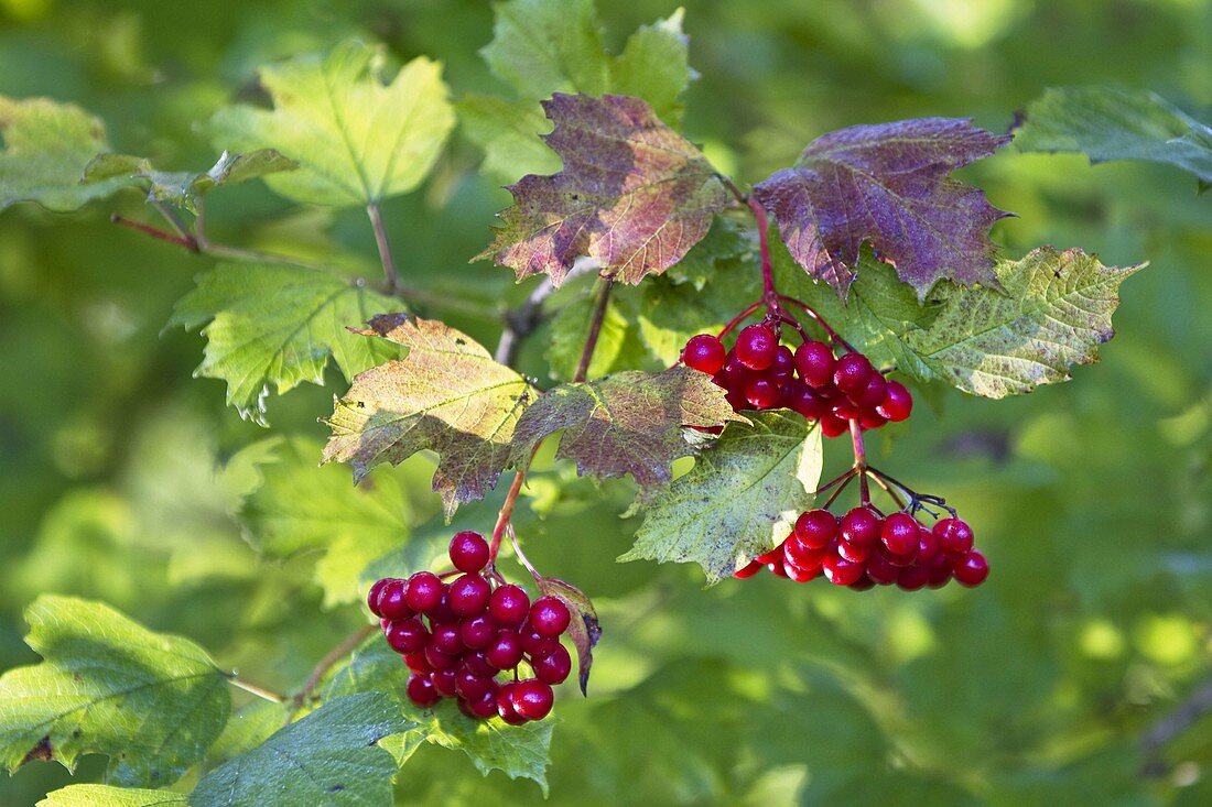 Common snowball, fruiting (Viburnum opulus), Bavaria, Germany