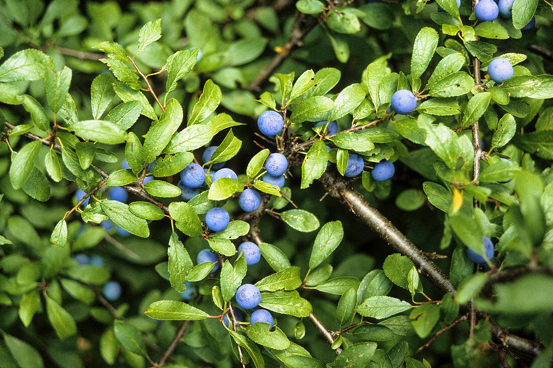 Blackthorn, sloe, Prunus spinosa fruiting, Germany, Europe