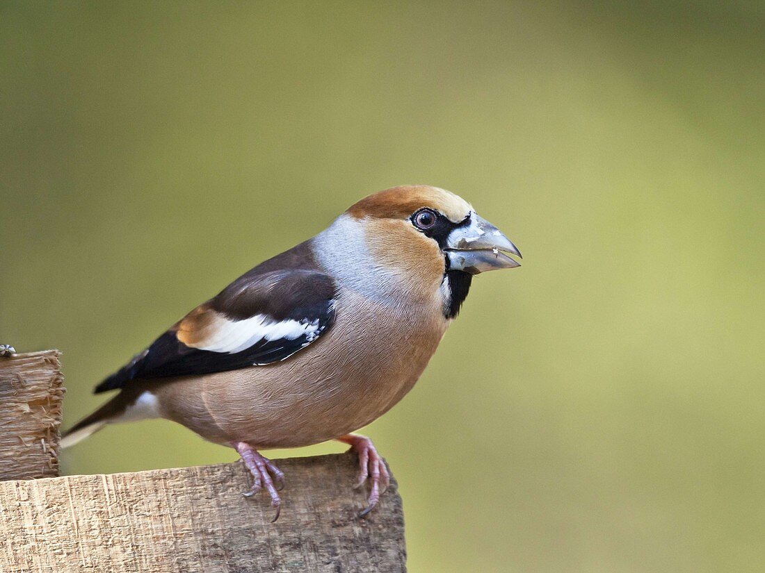Hawfinch, male (Coccothraustes coccothraustes), Bavaria, Germany