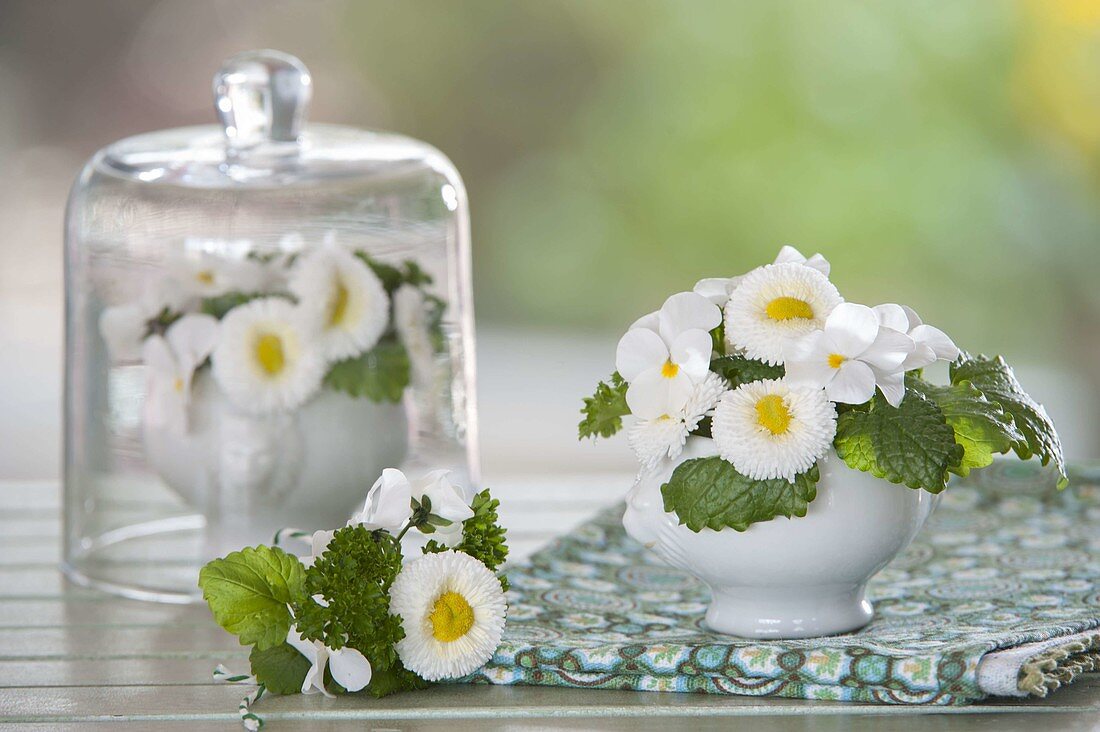 Small bouquets with Bellis (daisy), Viola cornuta (horned violet)