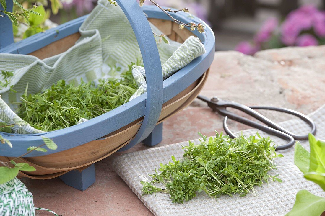 Chip basket and tea towel with freshly harvested cress (Lepidium sativum)