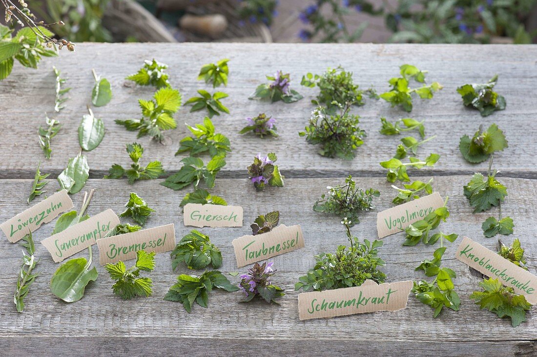 Tableau of edible wild herbs for the spring cure