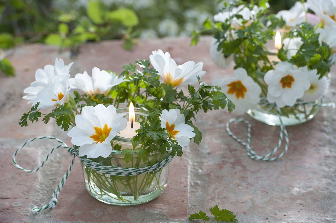 Lantern with flowers of Primula acaulis (primrose) and parsley