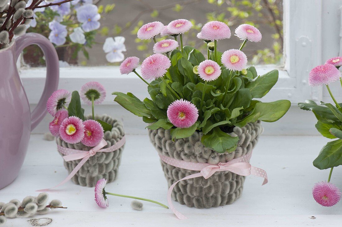 Bellis (Centaury) in pots covered with catkins