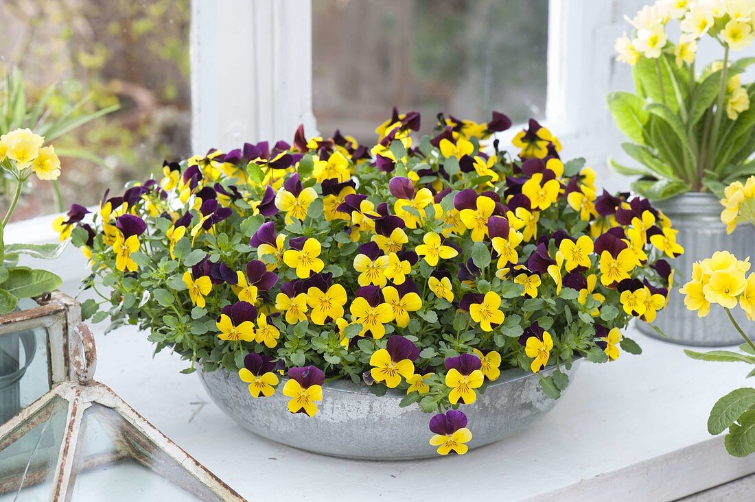 Wide bowl with Viola cornuta 'Purple Wing Improved' (horned violet)