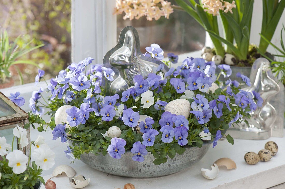 Viola cornuta Callisto 'Blue', 'White' (horned violet) in a wide bowl at the fens