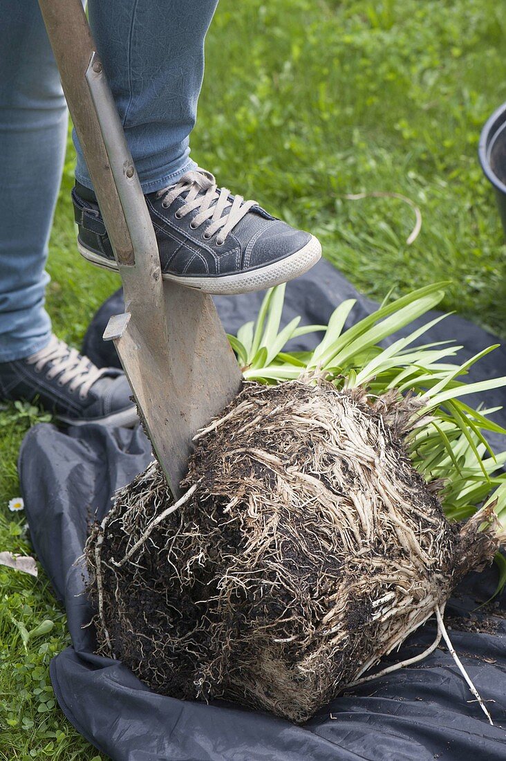 Divide and replant African lily