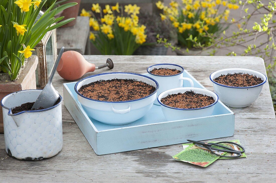 Sowing cress in enamel bowls