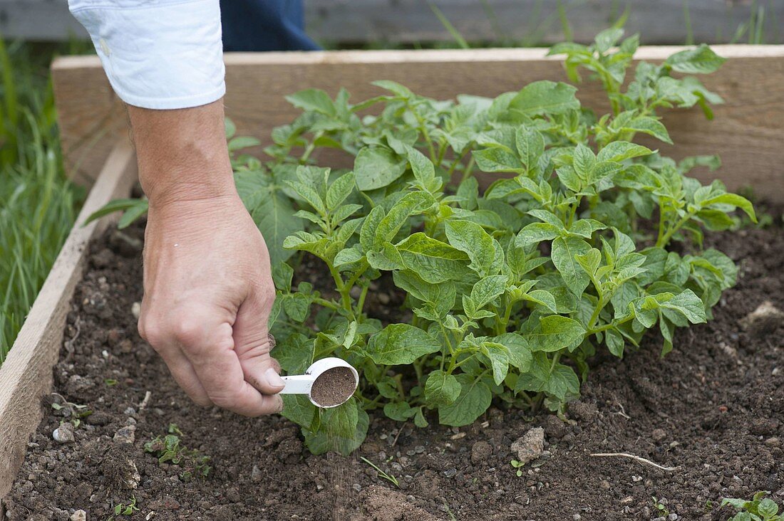 Growing potatoes in potato crate