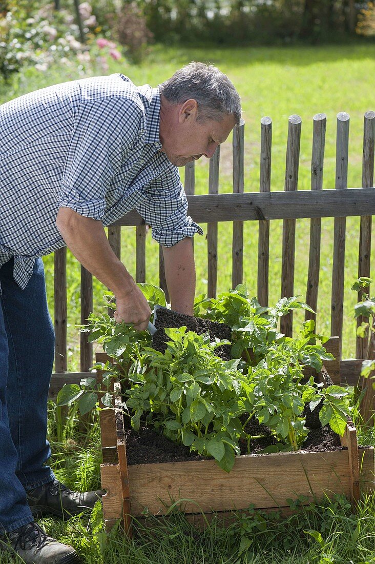 Growing potatoes in potato crate