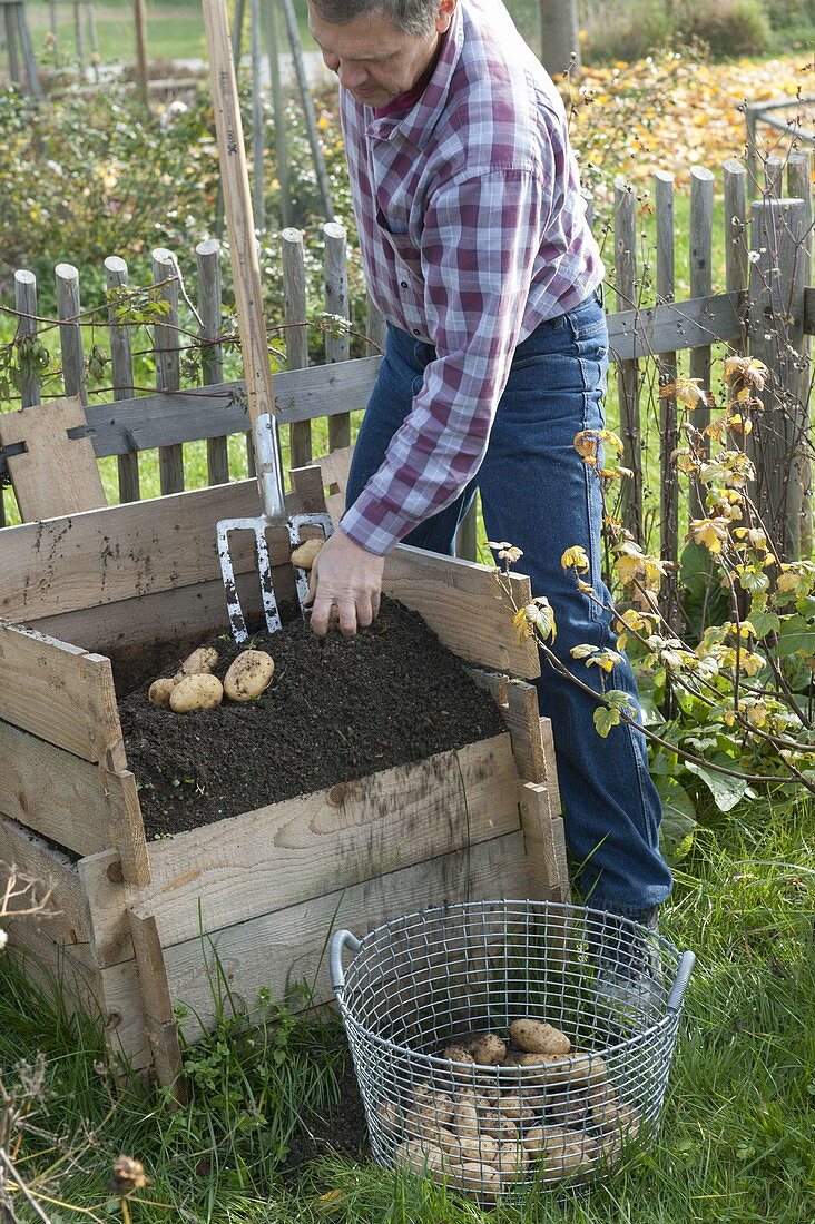 Growing potatoes in potato crate