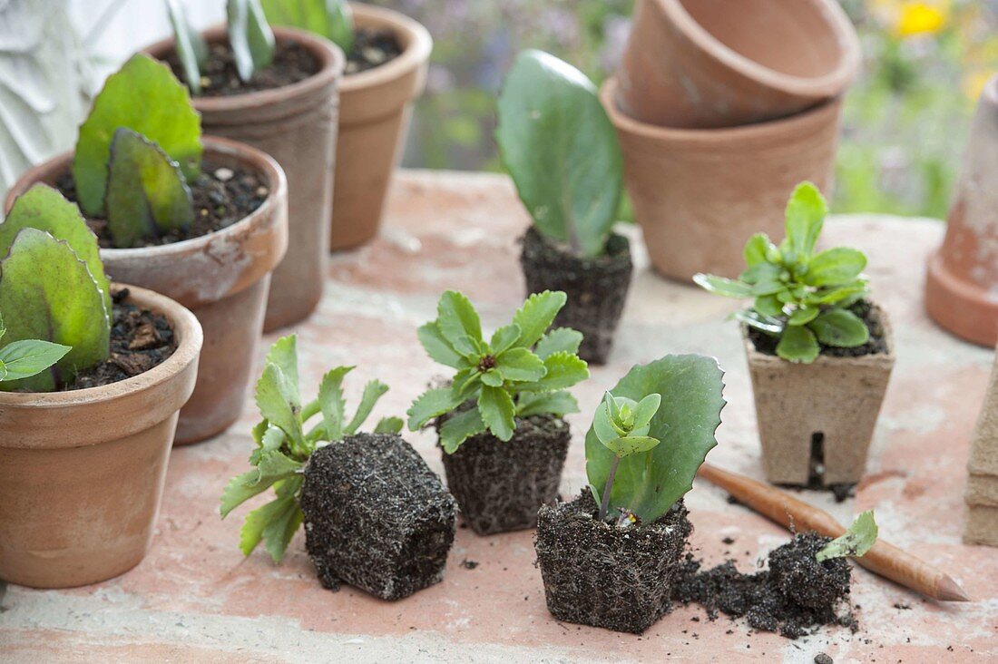 Propagate Sedum with leaf cuttings