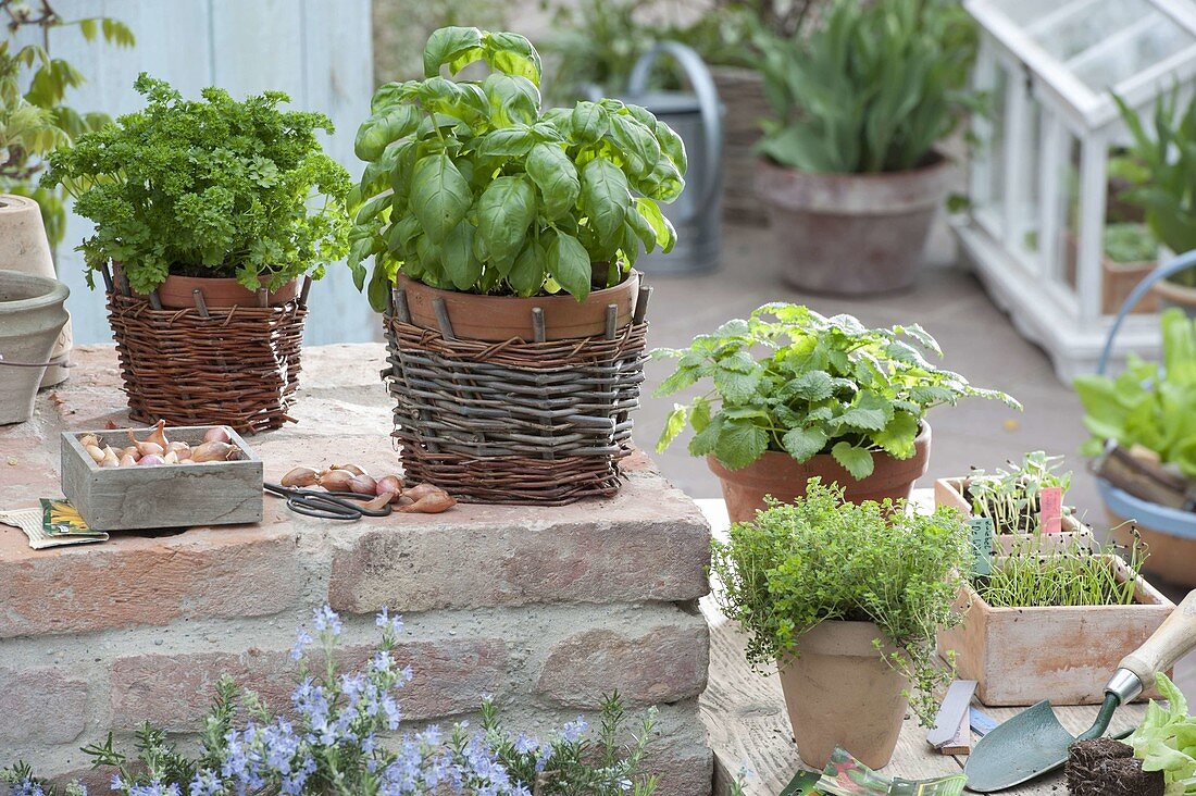 Herb terrace: basil (Ocimum basilicum), parsley (Petroselinum