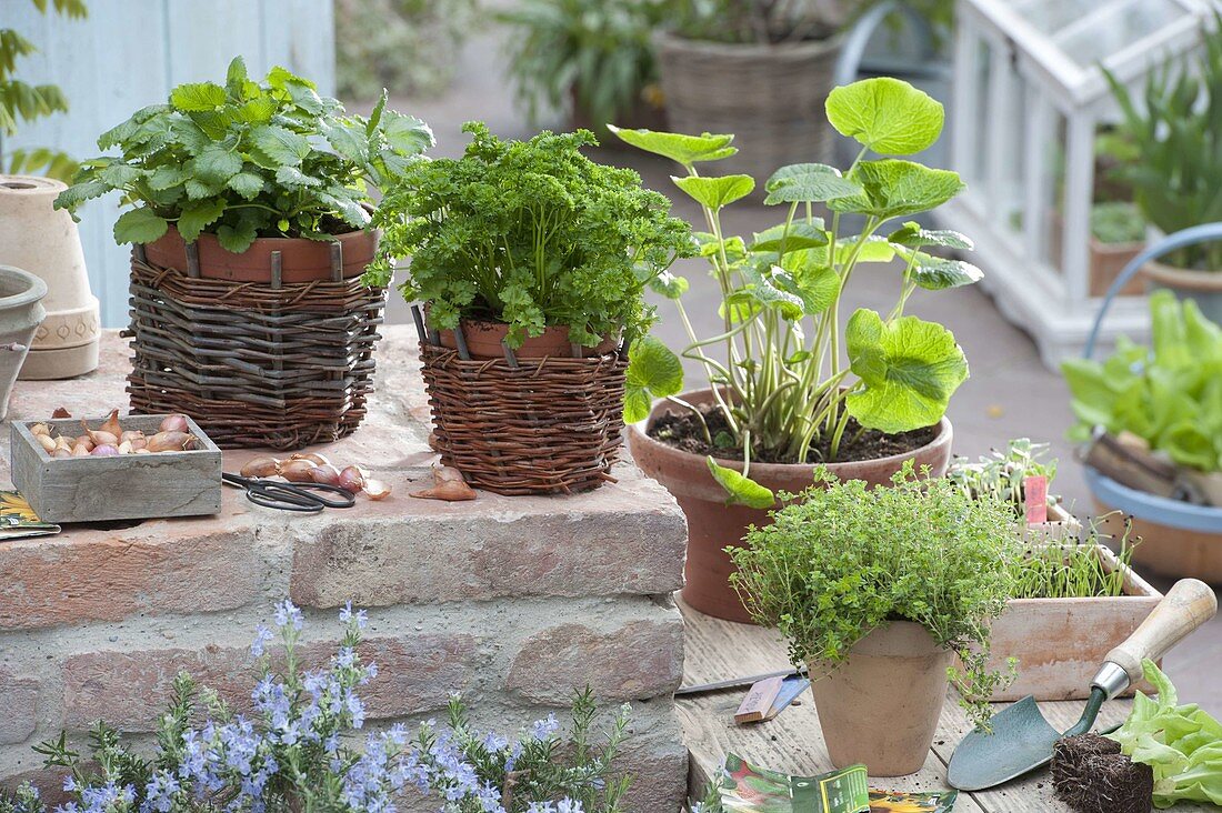 Herb terrace: Lemon balm (Melissa), parsley (Petroselinum)