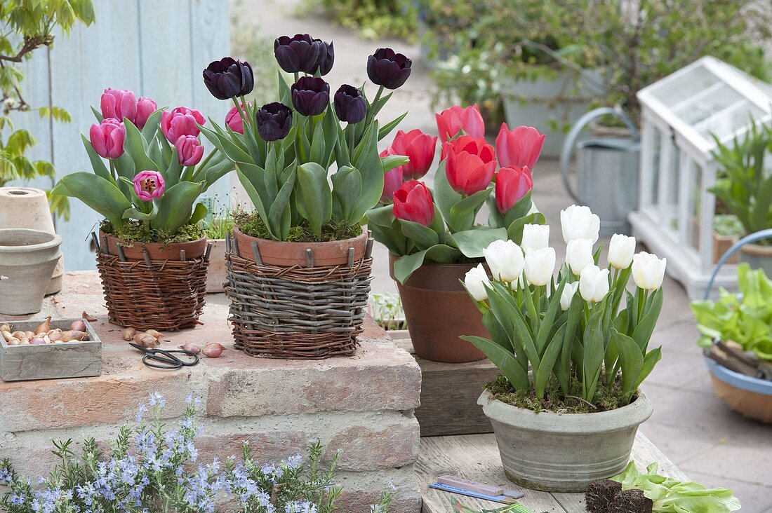 Tulipa 'Paul Scherer' black-red, 'Carola' red-pink, 'Red Paradise' red