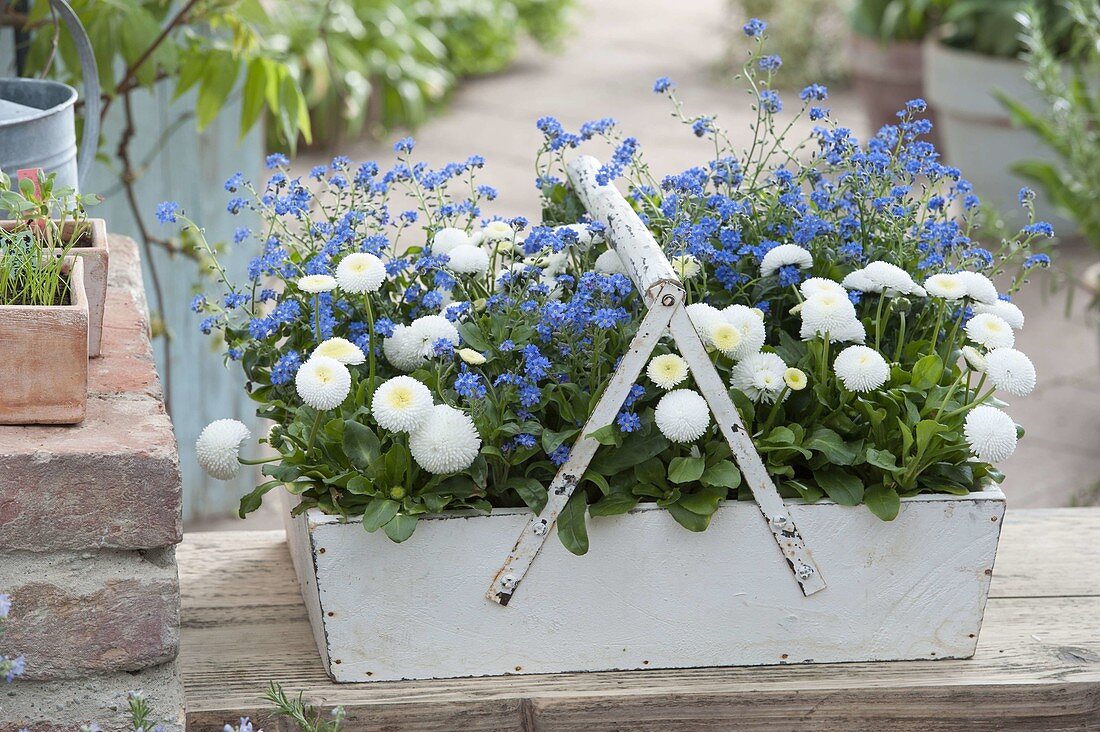 Myosotis 'Myomark' (Forget-me-not) and Bellis perennis Tasso 'White' (Forget-me-not)