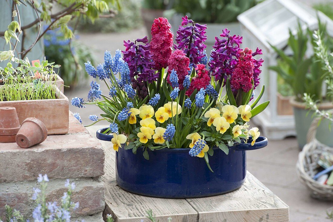 Blue enamel pot with viola cornuta 'Beacon Yellow'