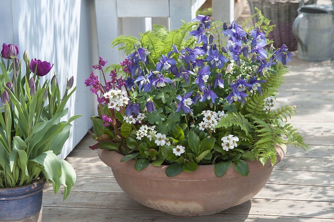 Terracotta pot with Aquilegia Spring Magic 'Navy White' (columbine), Bergenia