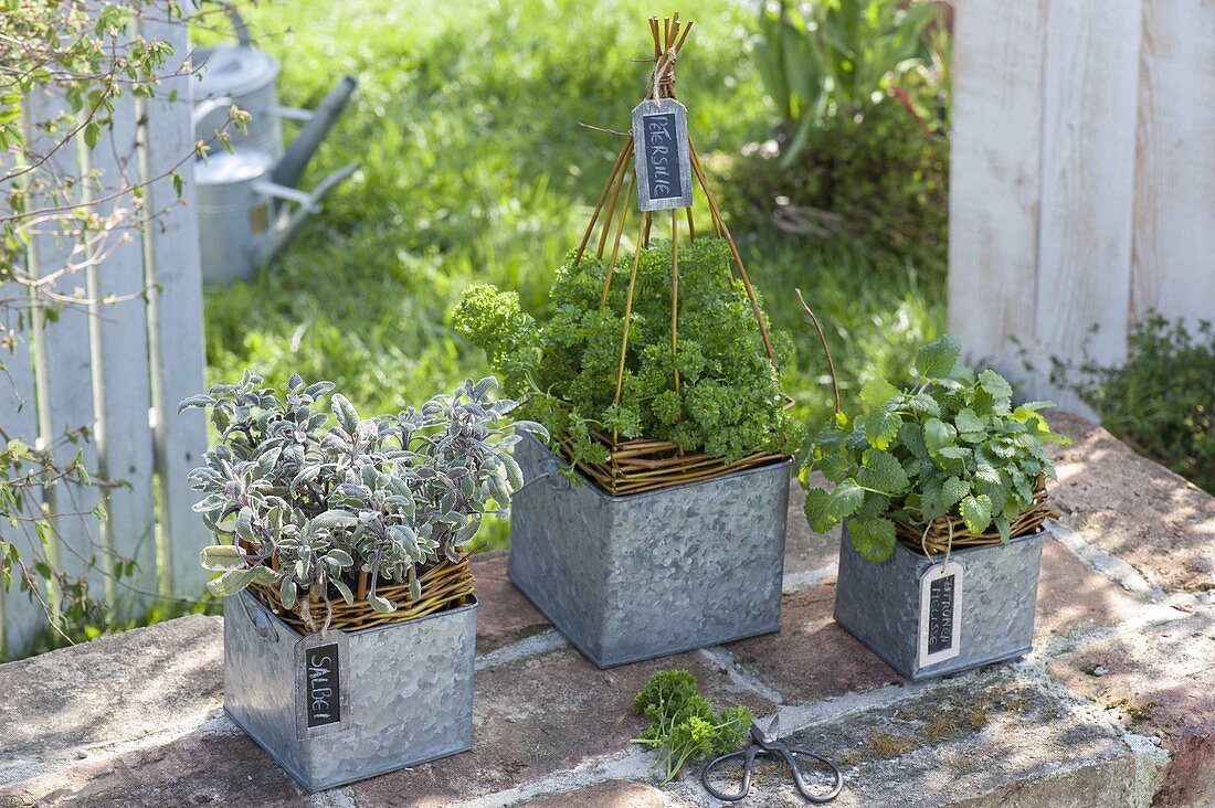Herbs jazzed up in square zinc pots