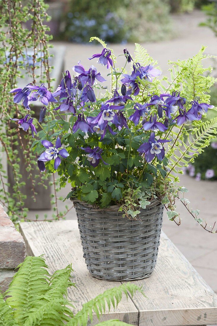 Aquilegia Spring Magic 'Navy White' (columbine)