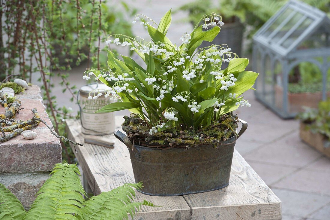 Convallaria (Lily of the Valley) with wreath of twigs in tin tub