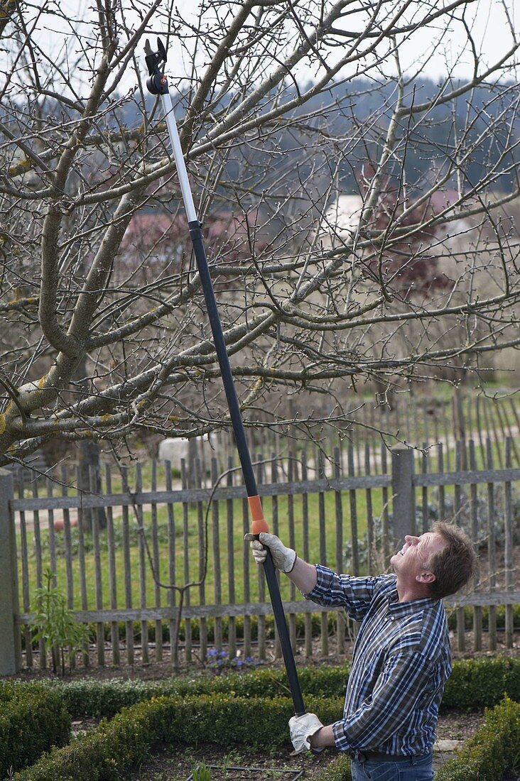 Man thins out apple tree (Malus) in early spring or late winter