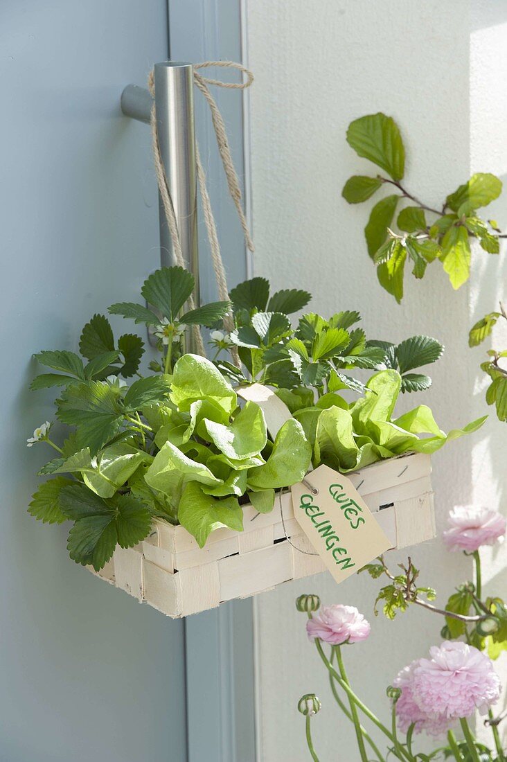 Small chip basket with salad plants (Lactuca) and strawberries (Fragaria)