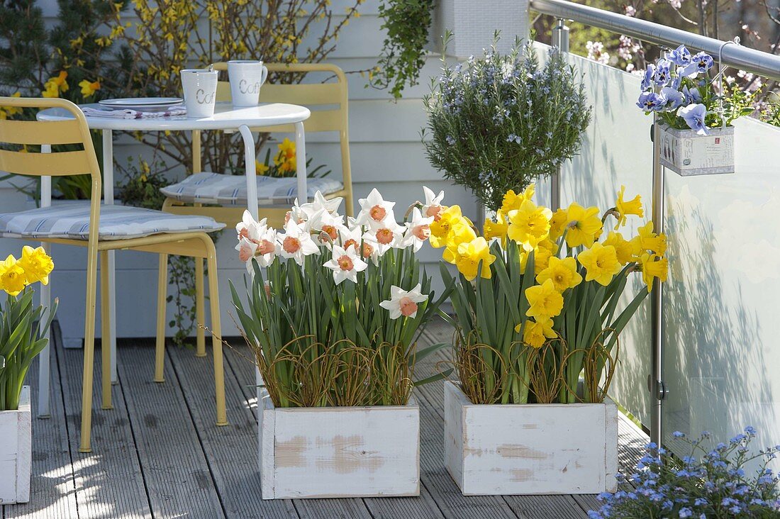 Wooden boxes planted with Narcissus 'Yellow River', 'Accent' (daffodils)