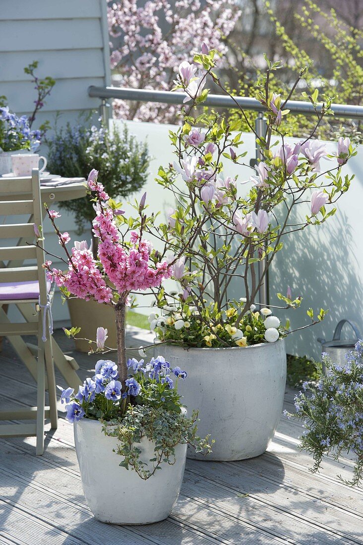 Prunus persica 'Bonanza' (dwarf peach), Magnolia 'Georg Henry Kern'.