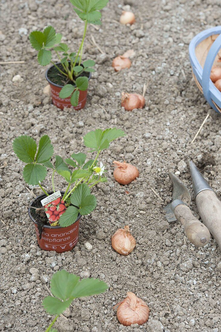 Plant mixed culture bed with strawberries and onions