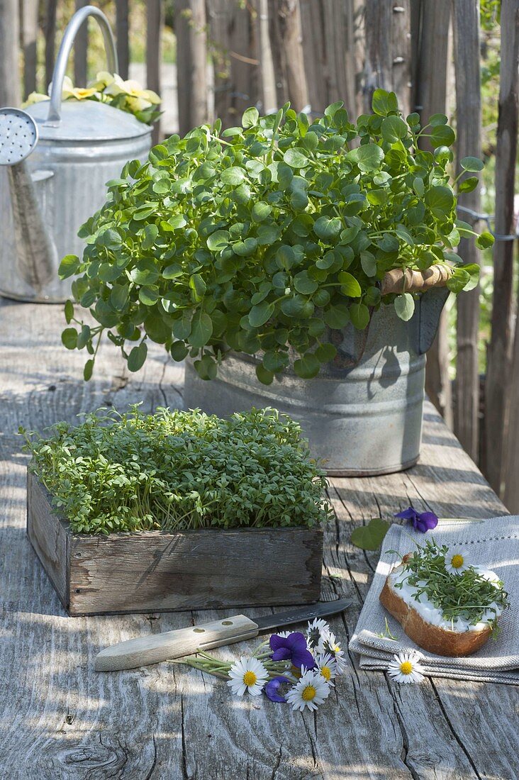 Garden cress, cress (Lepidium sativum) in wooden box and watercress