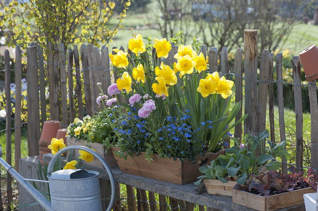 Narcissus 'Yellow River' (daffodils), Ranunculus (ranunculus), Myosotis