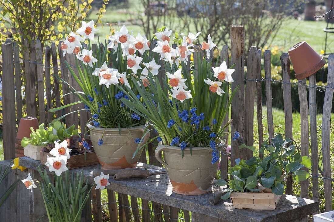 Narcissus 'Accent' (daffodils) and Muscari 'Blue Pearl' (grape hyacinths)