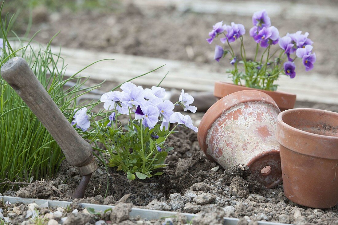 Schnittlauch und Hornveilchen im Biogarten