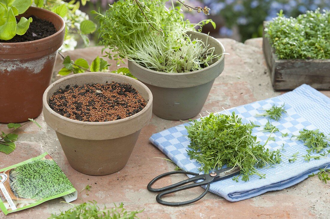 Cress (Lepidium sativum) easy to grow in a pot