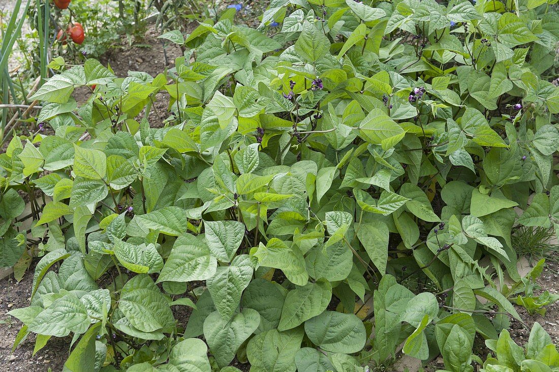 Bush beans (Phaseolus) in the organic garden