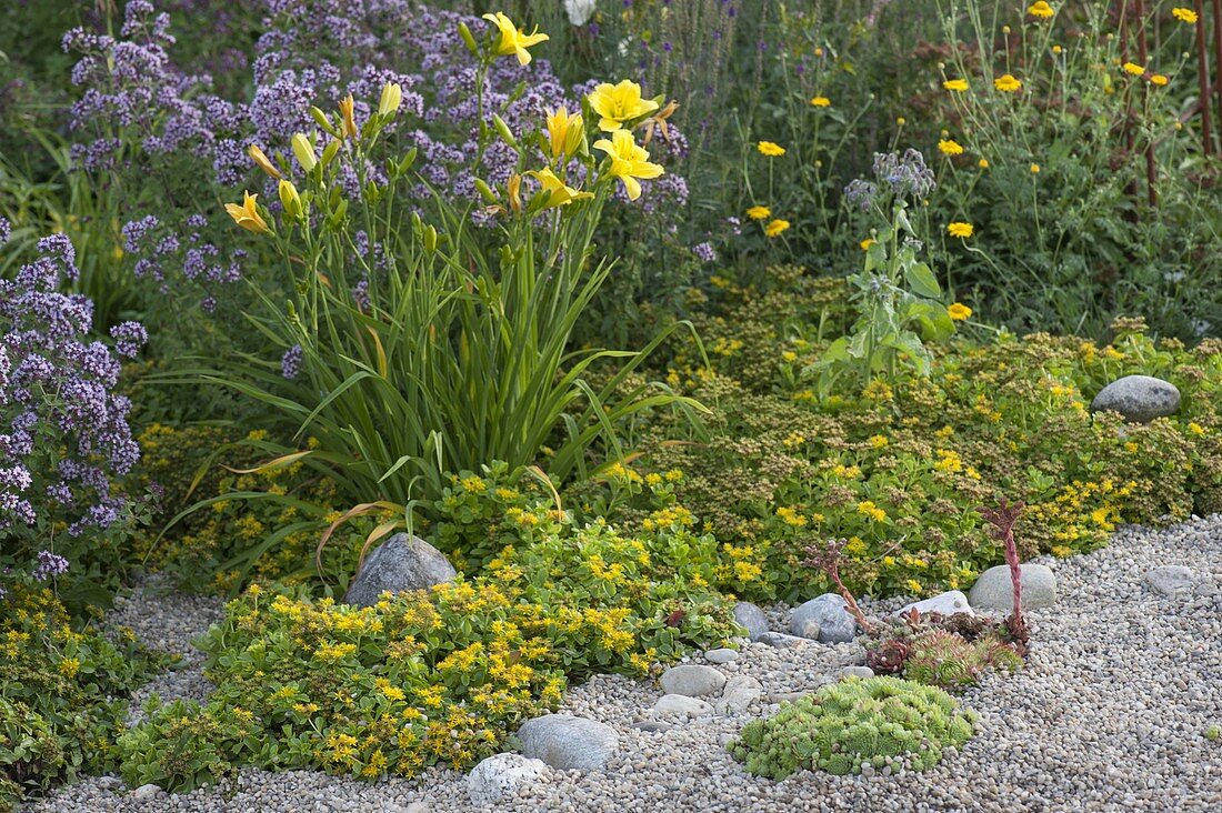 Kiesbeet mit Sedum floriferum 'Weihenstephaner Gold'