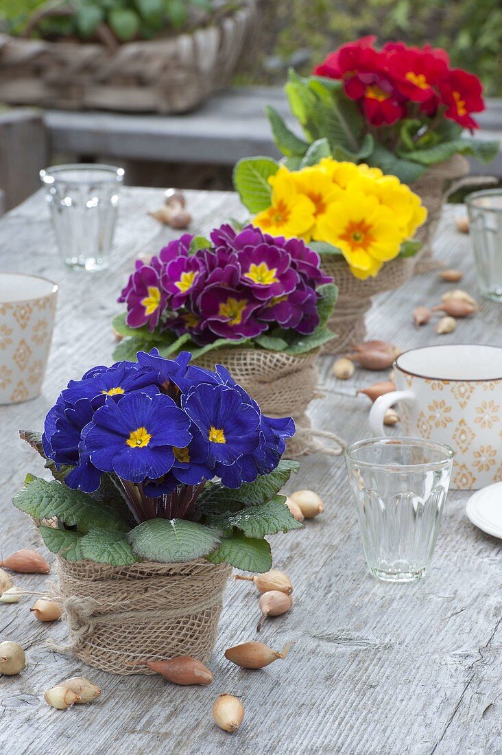 Colourful Primula acaulis (spring primroses) in a row on the table