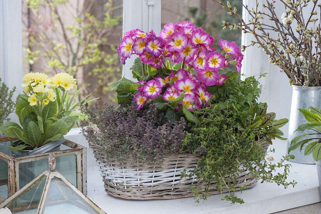 Basket with primula elatior, thyme